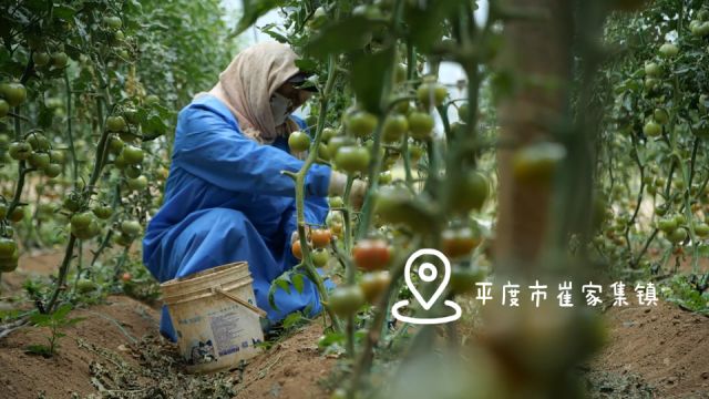 小柿子 大产业 映红乡村振兴路!西红柿让人们的生活更红火