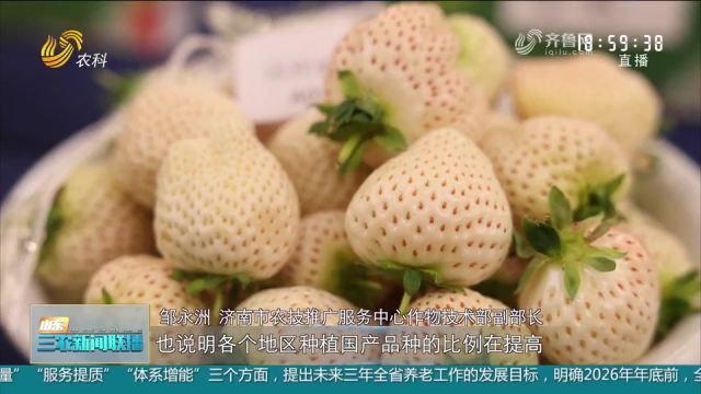 第二届泉城“莓好食光”品鉴会在济南举办,200份草莓集中亮相