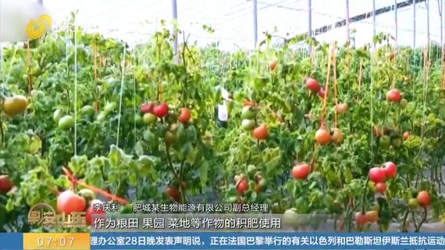 绿色种养循环农业试点:探索多种技术模式,有机肥“点粪成金”