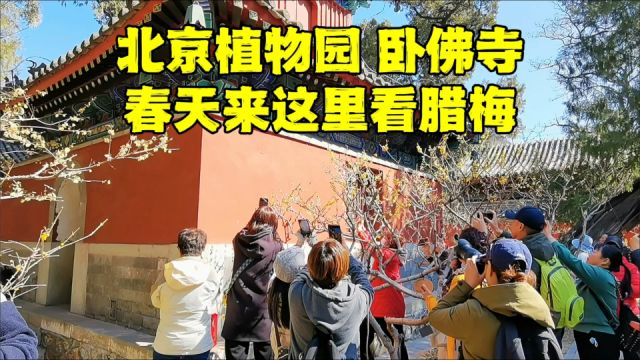 探北京千年古刹卧佛寺,54吨的铜佛啥样?1300多岁的腊梅在哪?