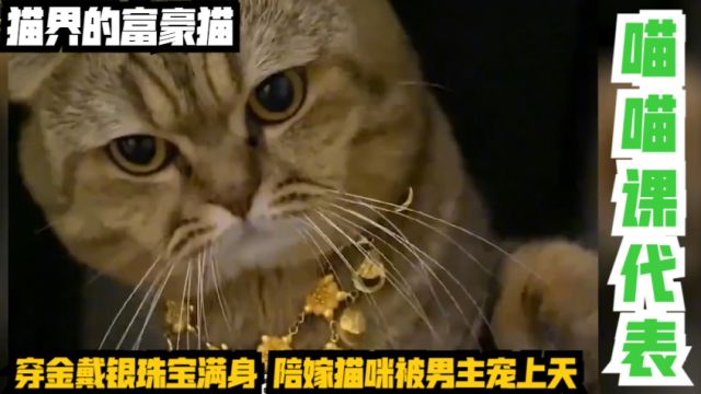 猫界的富豪猫,穿金戴银珠宝满身,陪嫁猫咪被男主宠上天!