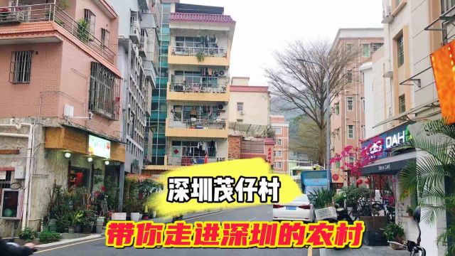 深圳的农村是什么样的?今天带你走进梧桐山的茂仔村