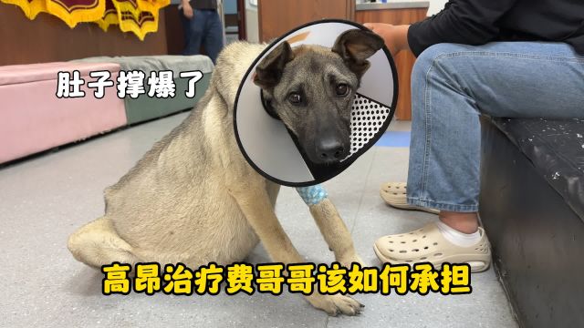 工地看门忠犬被抛弃,检查结果不容乐观,高昂的治疗费用令人无助