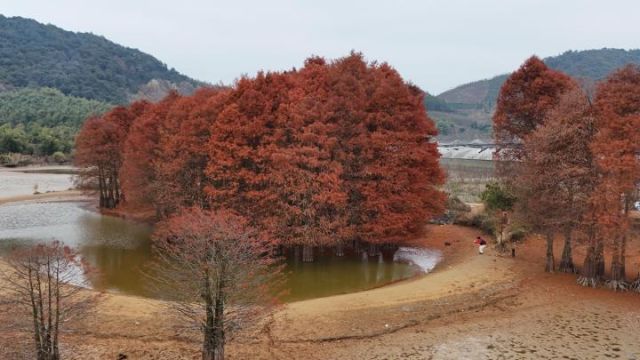 这片小众的水杉胜地堪比青山湖水上森林