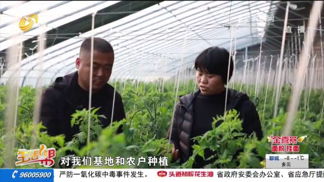 寒潮天气来袭,兰陵农技专家走进蔬菜种植一线,科学指导御寒措施