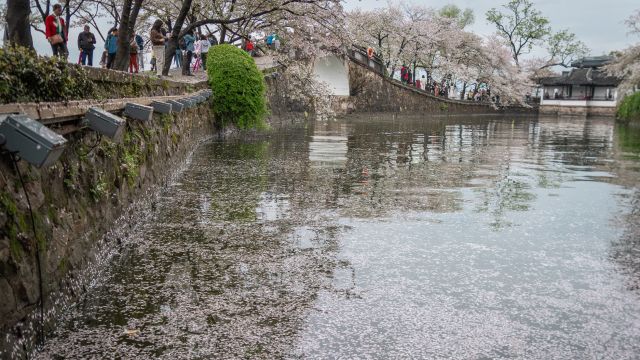 太湖鼋头渚落樱缤纷,樱花坠落犹如下雪