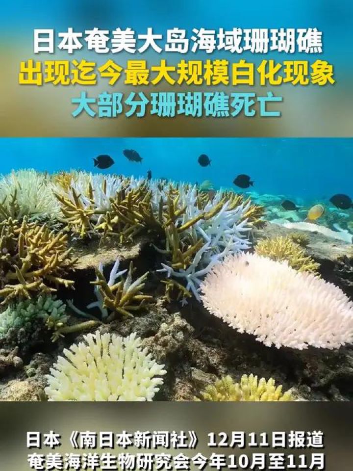 日本奄美大岛海域珊瑚礁出现迄今最大规模白化现象 大部分珊瑚礁死亡