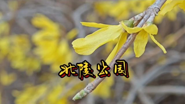 清明过后,来北陵公园赏花赏春天