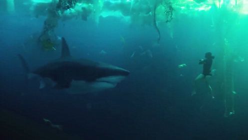 法国鲨鱼片《巴黎之下》预告，运动会变鲨鱼盛宴