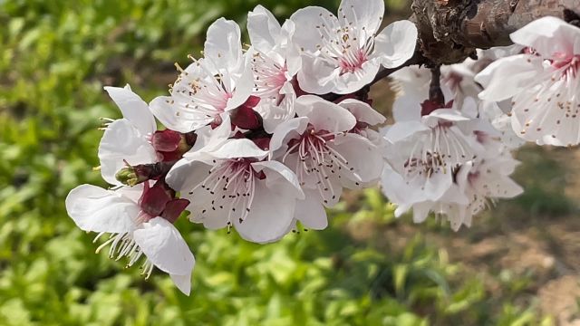 丹东东港杏花闹大了!仅合隆一户农家杏梅树,就抢了春天风景