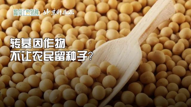 转基因作物不让农民留种子?|餐桌上的物种