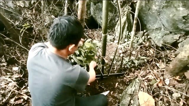 小伙玩户外生存,制作诱捕陷阱抓获几只山老鼠,晚餐终于有着落了