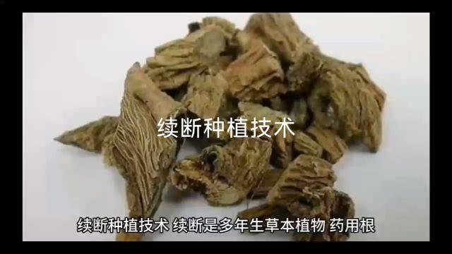 续断种植技术