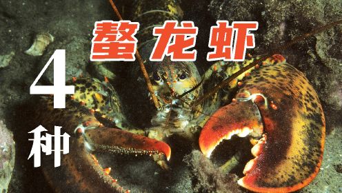 第3集：波士顿龙虾、法国蓝龙虾、塔斯马尼亚巨型淡水螯虾、全球四大螯虾集结！