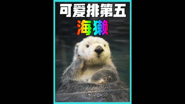 世界排名第五可爱的海獭万物皆有灵性海獭动物世界海洋生物