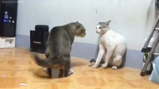 斗猫比赛