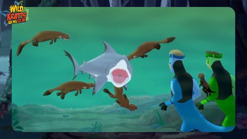 【动物兄弟知识笔记】7：牛鲨VS巨型河水獭，谁才是真正的猎物？
