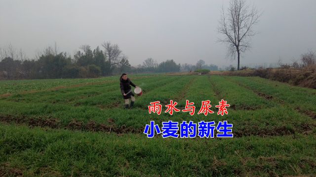 小麦田间管理,需在降雨前尽快进行,尿素施肥是最佳时期