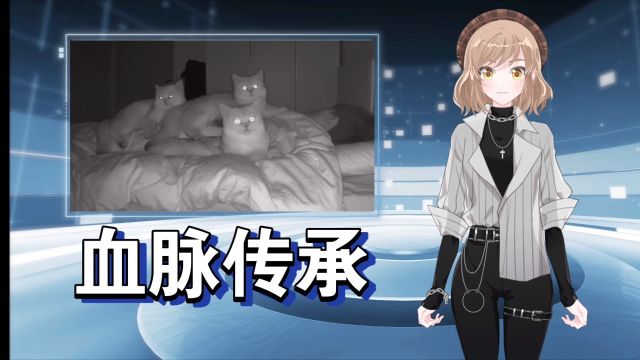 夜猫子𐟐𑀀