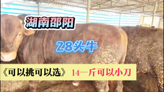 盲目的坚持还是败给了现实,湖南邵阳28头牛急出,14一斤过磅可以小刀