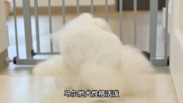 十种超萌宠物狗下:这么多超萌宠物狗,你更喜欢哪一只呢?