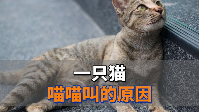 一只猫喵喵叫,多半是因为这几点!