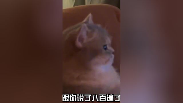 盘点把自己当人的猫咪,有些猫啊已经把自己当成人了