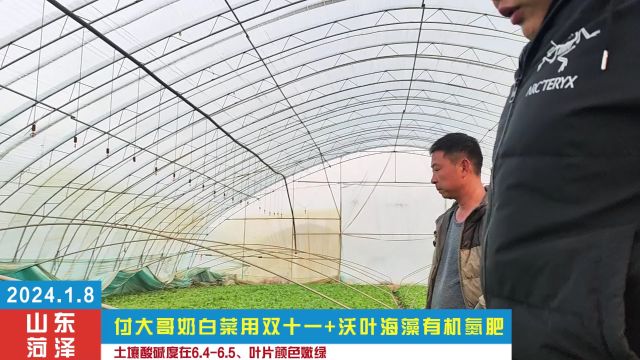 氮肥土壤酸碱度在6.26.5,奶白菜叶片嫩绿,在这个季节已经是很不错了,付大哥对用夫沃施双十一+沃叶海藻有机氮肥的效果很满意