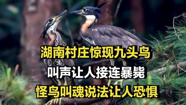 湖南村庄惊现九头鸟,叫声让人接连暴毙,怪鸟叫魂说法让人恐惧