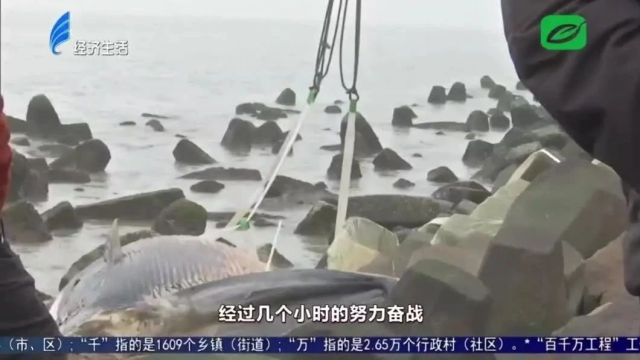 【围观】重约8吨!东海岸这头死亡鲸鱼已被打捞上岸...