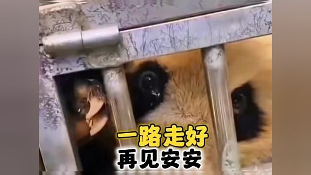 大熊猫安安是一只非常有灵性的大熊猫 15岁的他受伤懂得下山找人类救助 只可惜没有打败病魔 12月份去了潘达星 一路走好 安安