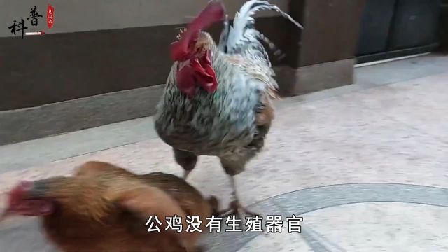 公鸡没有生殖器官,它和母鸡是如何完成交配的? 1