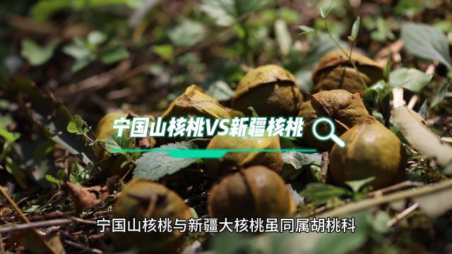 南北风味对比:宁国山核桃PK新疆大核桃