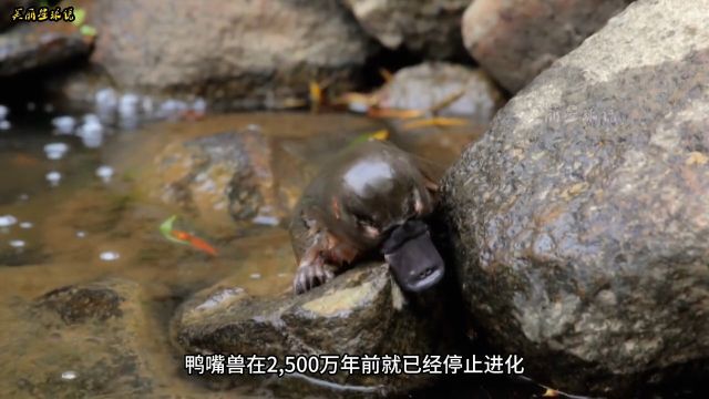 最奇特的生物之《鸭嘴兽》#神奇动物#鸭嘴兽#有趣的动物