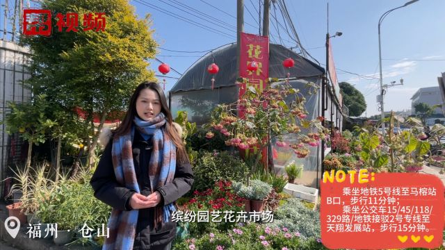 “一盆也是批发价” 过年花卉怎么挑?带您探访这个“宝藏”市场