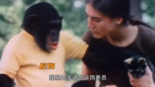 尼姆计划，黑猩猩蜕变为“人” 3