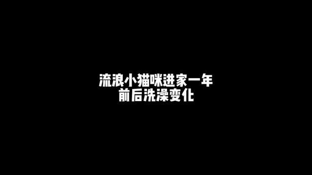 流浪小猫进家一年后,乖宝养成了“逆子”哈哈哈~#我和流浪猫的故事 #猫咪洗澡 #我和我的猫