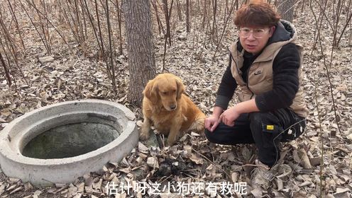 几个月的小狗，死在了废井里，这是怎么回事？_高清1080P在线观看平台_腾讯视频