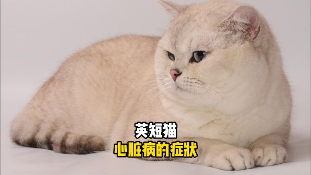 英短猫患上心脏病,会有哪些表现呢?