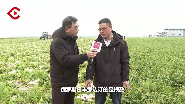 新春走基层丨南充蓬安:特色萝卜忙“出海”