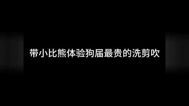 带你们看狗狗美容 美发 汗蒸的全过程~