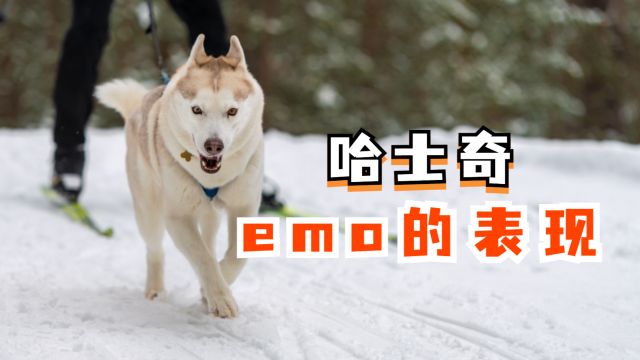 哈士奇也会“emo”,你发现了吗?