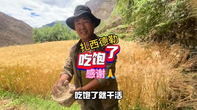 回忆录447:第一次高原干农活收青稞有点喘