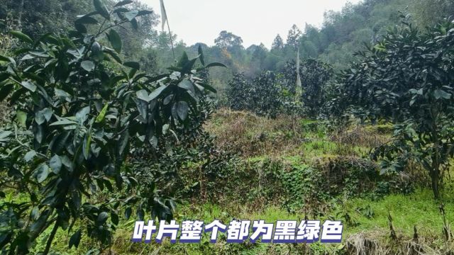 颗粒水溶肥冯大哥2年的蜜桔树用夫沃施沃叶大量元素颗粒水溶肥,叶片厚绿,树势健壮