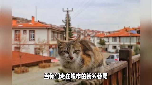 流浪猫:是希望收养还是向往自由?