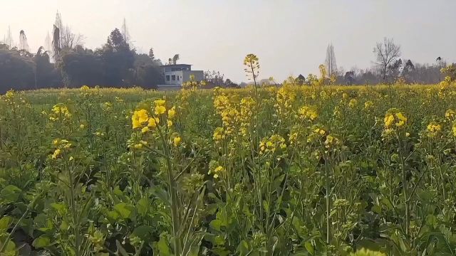 春风吻上我的脸 卡拉OK伴奏音乐版,翻唱,许昌培,飘虹伴月制作,成都市青白江区姚渡镇红瓦店社区,原祥福镇,城厢镇,上元村,马坪村