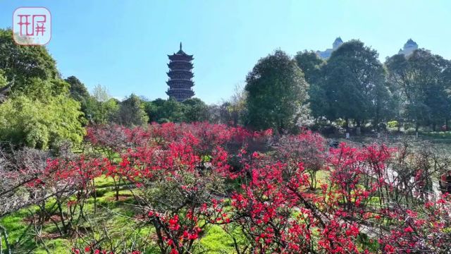 2月22日,昙华寺公园木瓜花正进入最佳观赏期,公园内800余株木瓜花迎春开放了春城晚报开屏新闻记者 龙宇丹 马艺宁 摄影报道