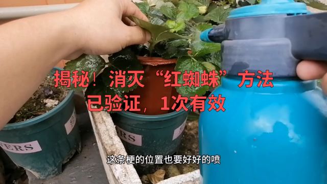 揭秘!消灭“红蜘蛛”方法,已验证,1次有效