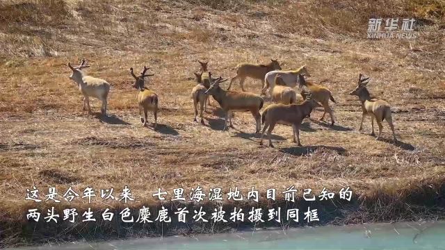 七里海湿地喜现双白麋鹿同框