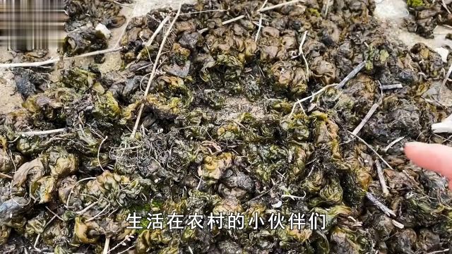 被名字耽误的野菜,下雨才会出现的“雷公屎”,它真能吃吗? 1